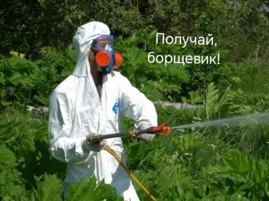 В Нижегородской области борщевик официально признают растением-иноагентом