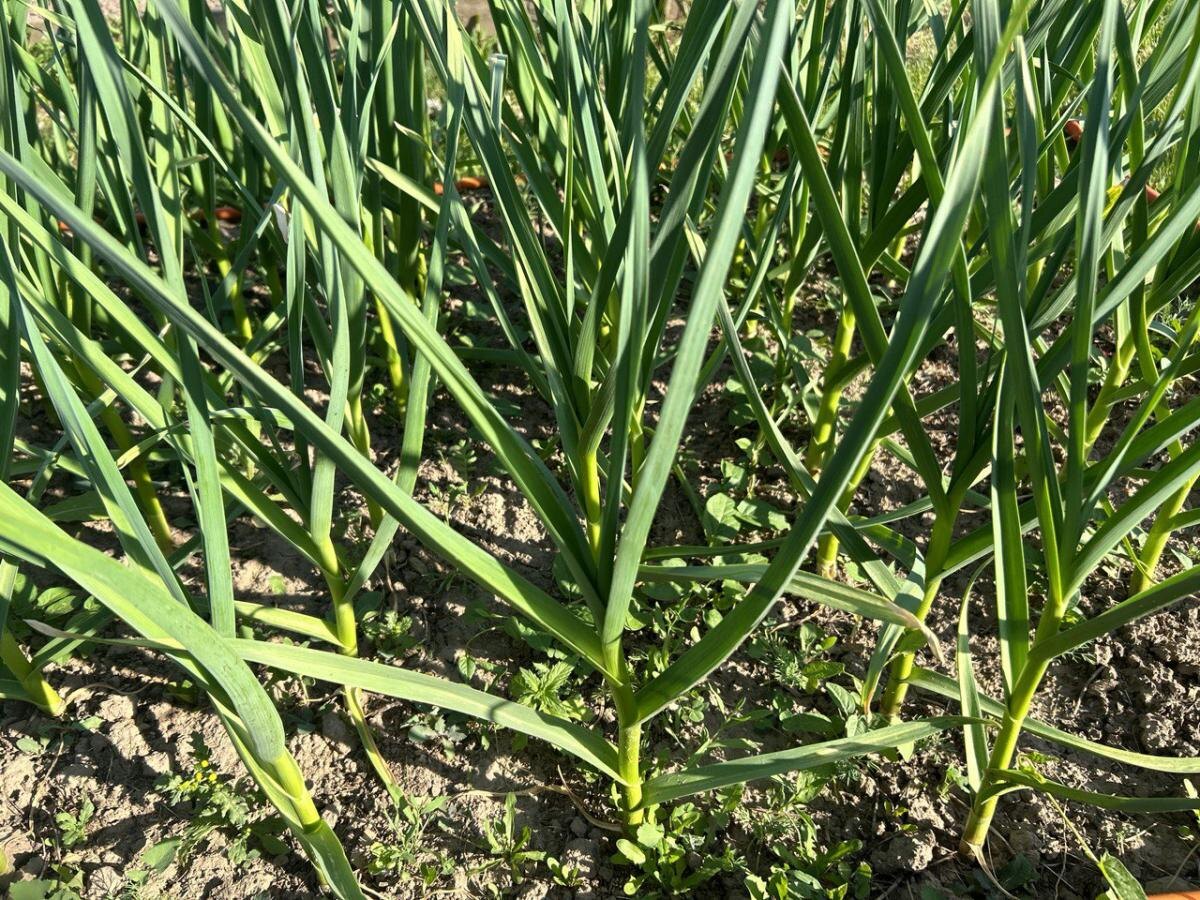 Умный инструмент для посадки чеснока: удобство и простота в одном решении