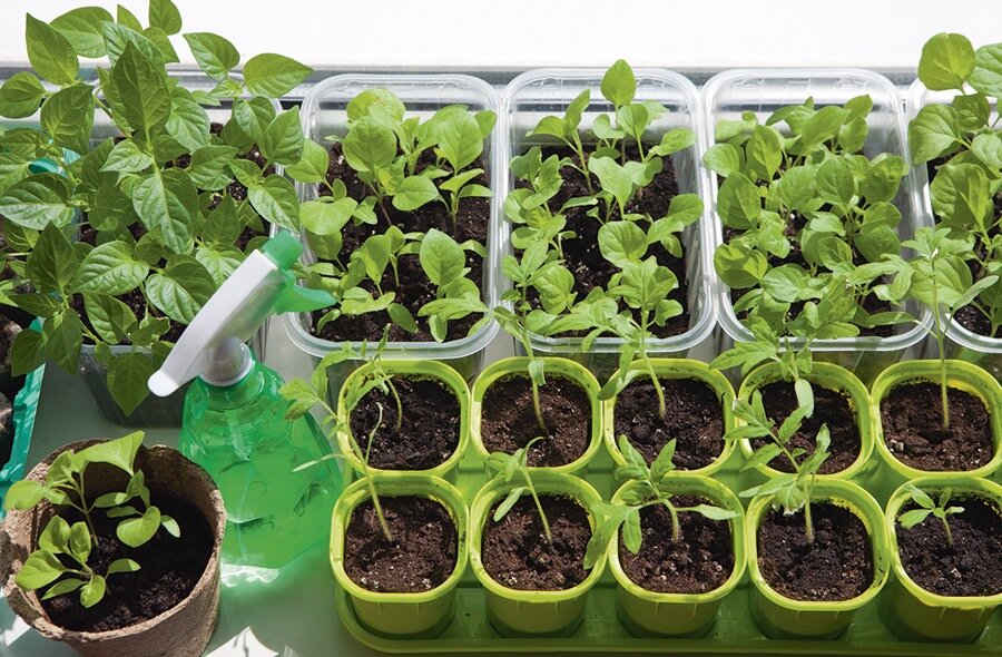 Ошибки, которые губят рассаду: как избежать распространенных проблем