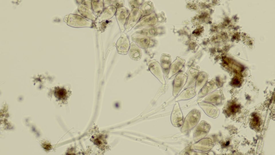 �� ������������� ������� ������� ���������� �� ��������� �������� ������� ������, ������������ � �����