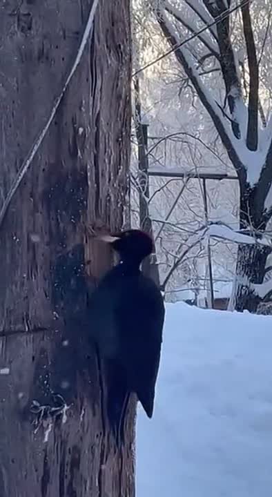 Очень трудолюбивый дятел замечен в Выксе