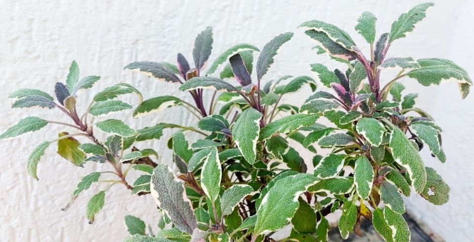 ��� ������� ������ � �����: ������������ ���� � ���������������