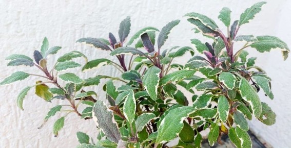 ��� ������� ������ � �����: ������������ ���� � ���������������