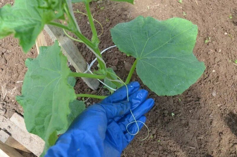 ��� ����������� ��������� ������ ��� �������� ������