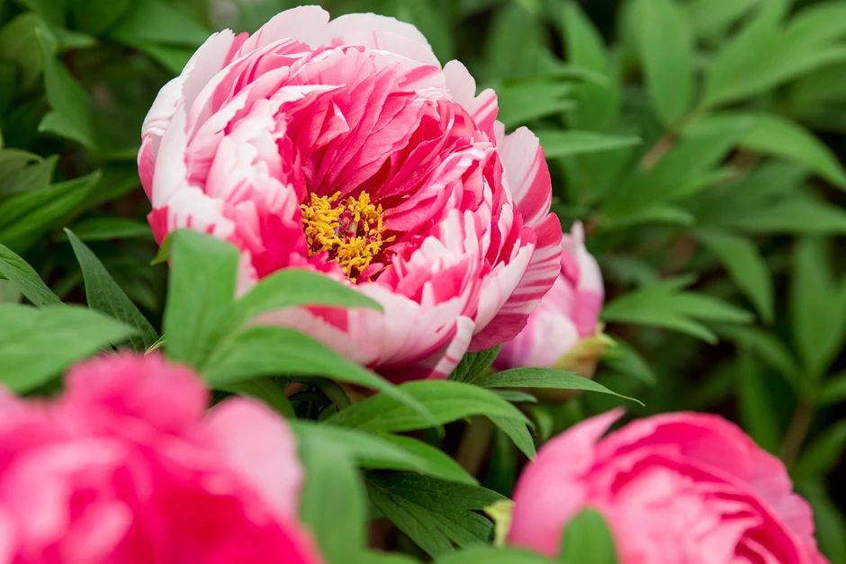 ��� �������� ������������� �������� ������: ������� ����� � �����������