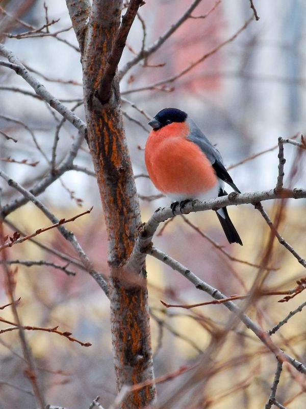 ��������, ������ ���������� �������� � ������