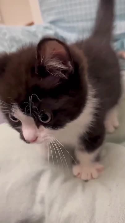 ���� ���� �������� � �����, ���� ���������