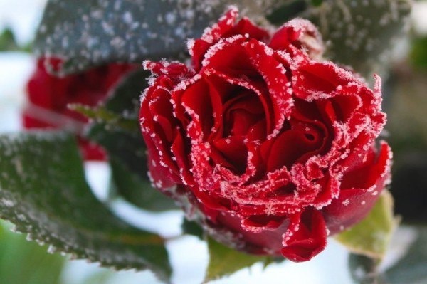 Как правильно открыть розы после зимы: советы для цветоводов