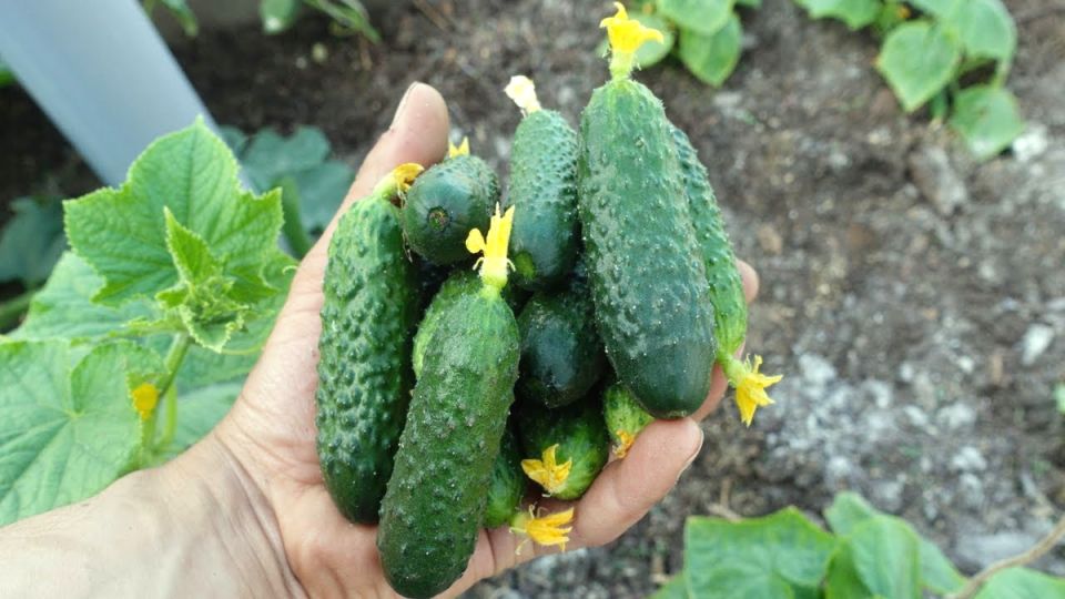 ������� ������� �� �������� ����������: ��� ��������� ��������� ������