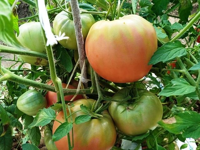 ������, ������� �������� ������������ � 2026 ����