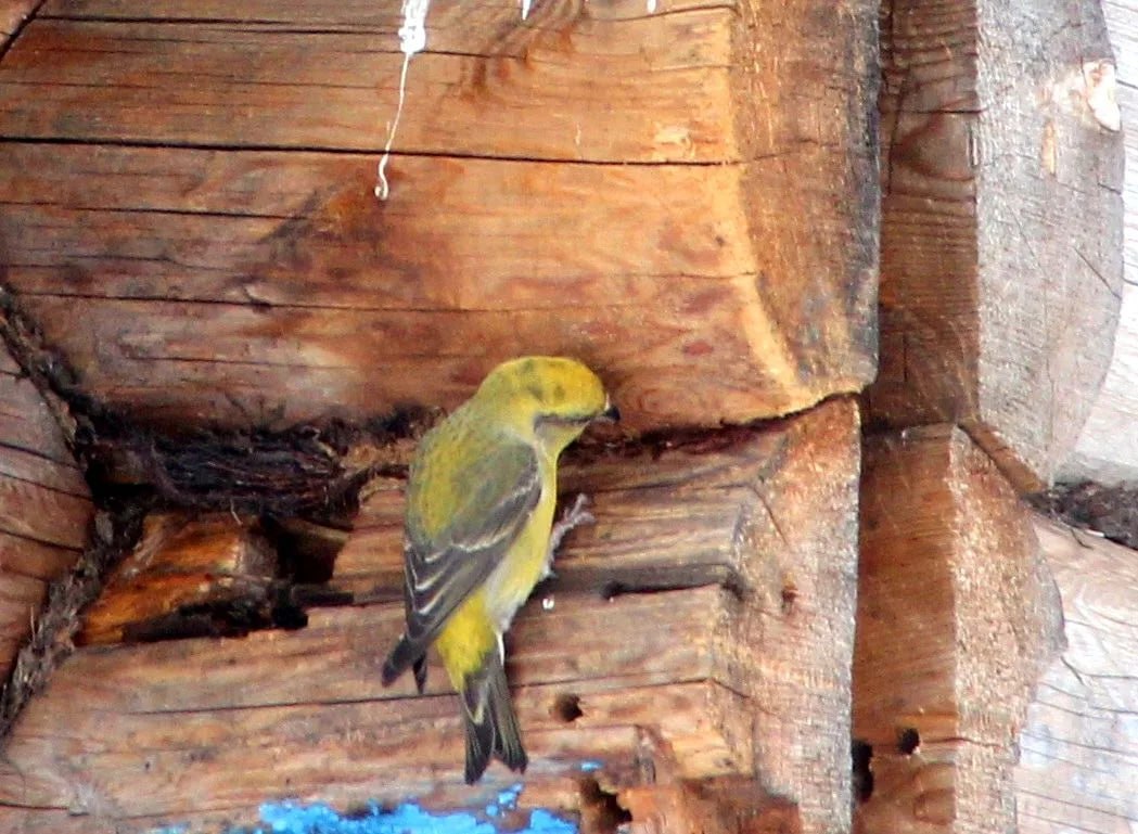 В Керженском заповеднике весна началась раньше календаря — клесты уже в феврале готовятся к потомству В Керженском заповеднике весна началась раньше календаря — клесты уже в феврале готовятся к потомству
