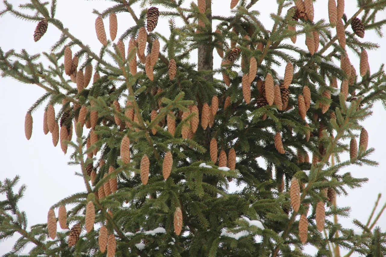 В Керженском заповеднике весна началась раньше календаря — клесты уже в феврале готовятся к потомству В Керженском заповеднике весна началась раньше календаря — клесты уже в феврале готовятся к потомству