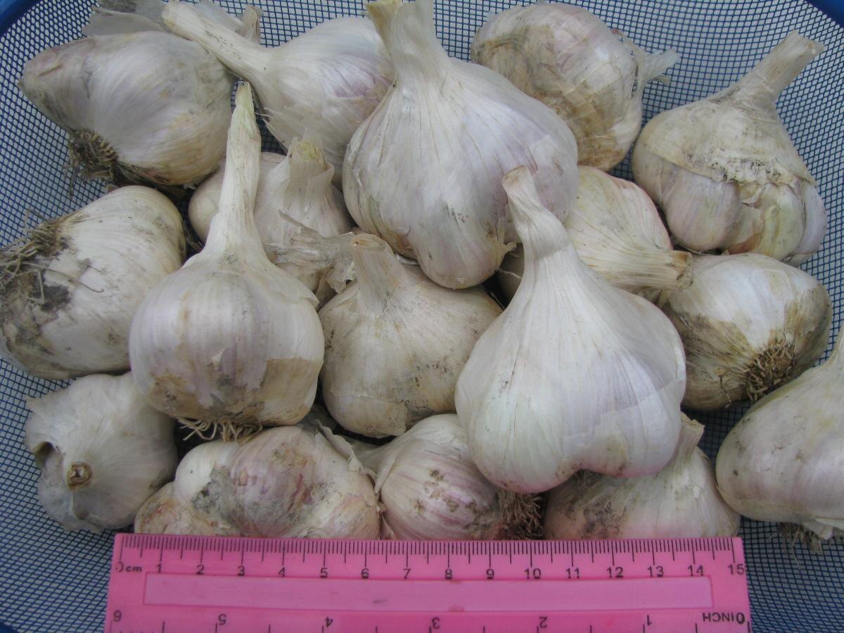 Как вырастить крупный чеснок: секреты успешной подкормки