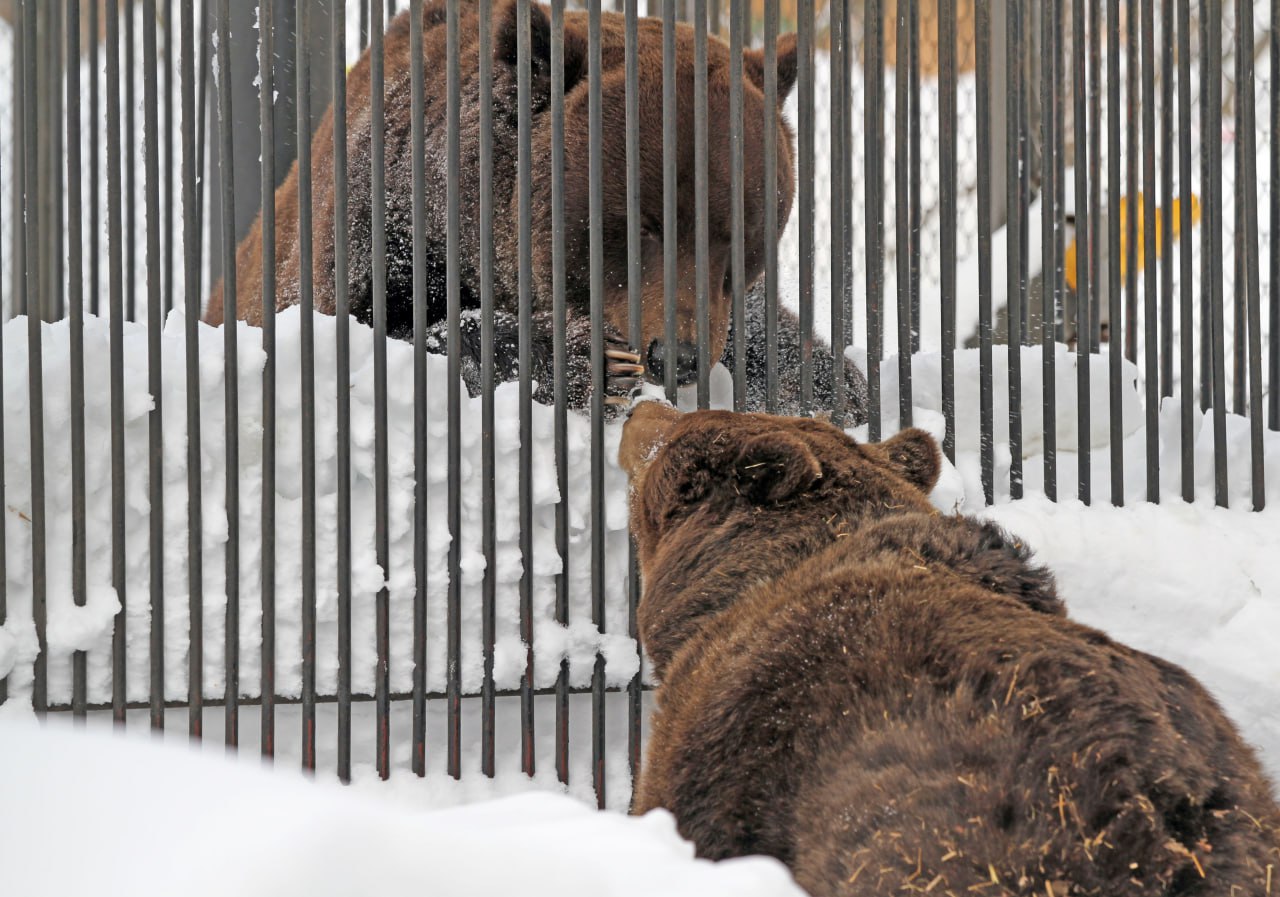 Весна близко: бурые медведи Ляля и Балу проснулись в зоопарке «Лимпопо» Весна близко: бурые медведи Ляля и Балу проснулись в зоопарке «Лимпопо»