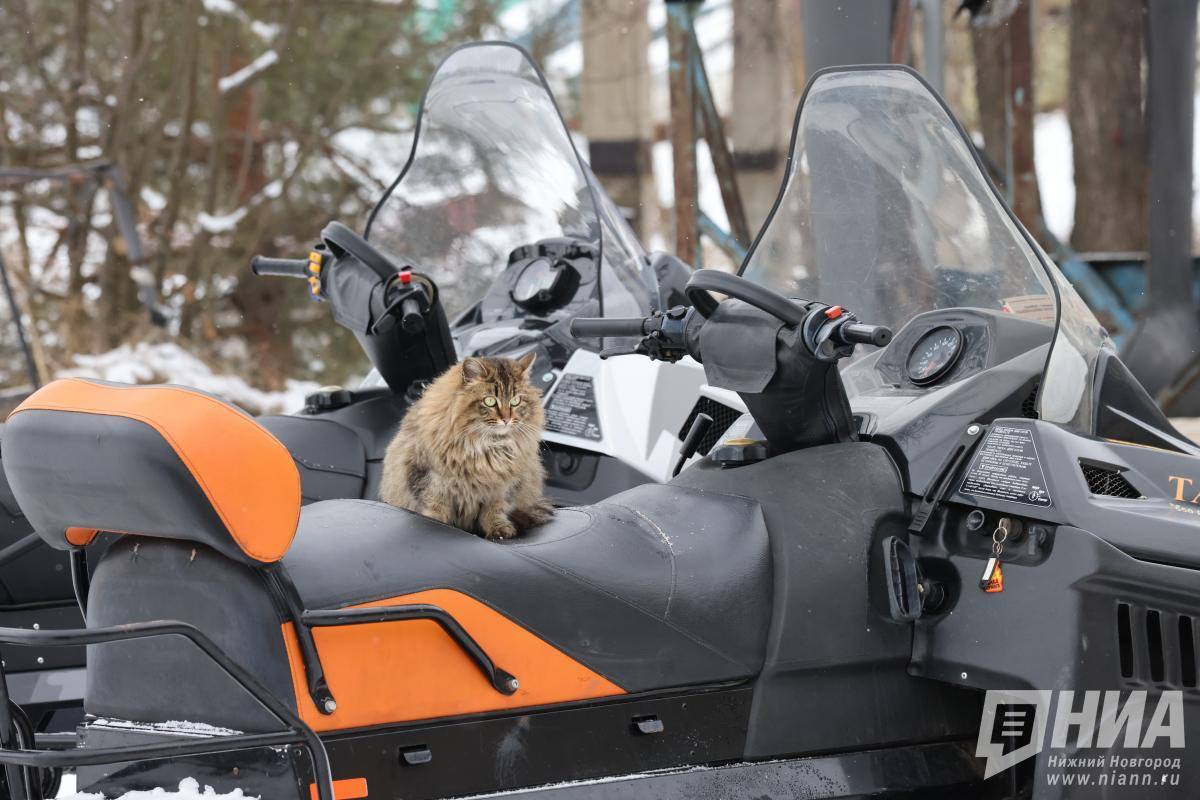 Причиной карантина по бешенству на Автозаводе стал домашний кот