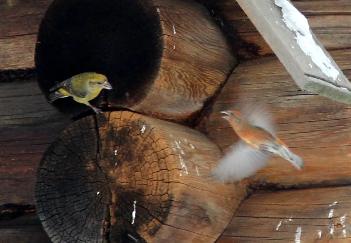 В Керженском заповеднике весна началась раньше календаря — клесты уже в феврале готовятся к потомству В Керженском заповеднике весна началась раньше календаря — клесты уже в феврале готовятся к потомству