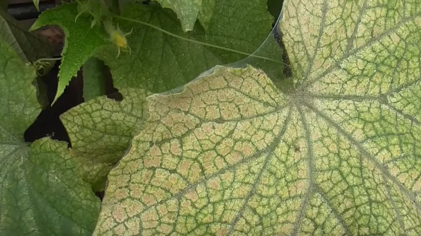 ��� ���������� �������� � ��������� ������: ��������� ��������� � ������