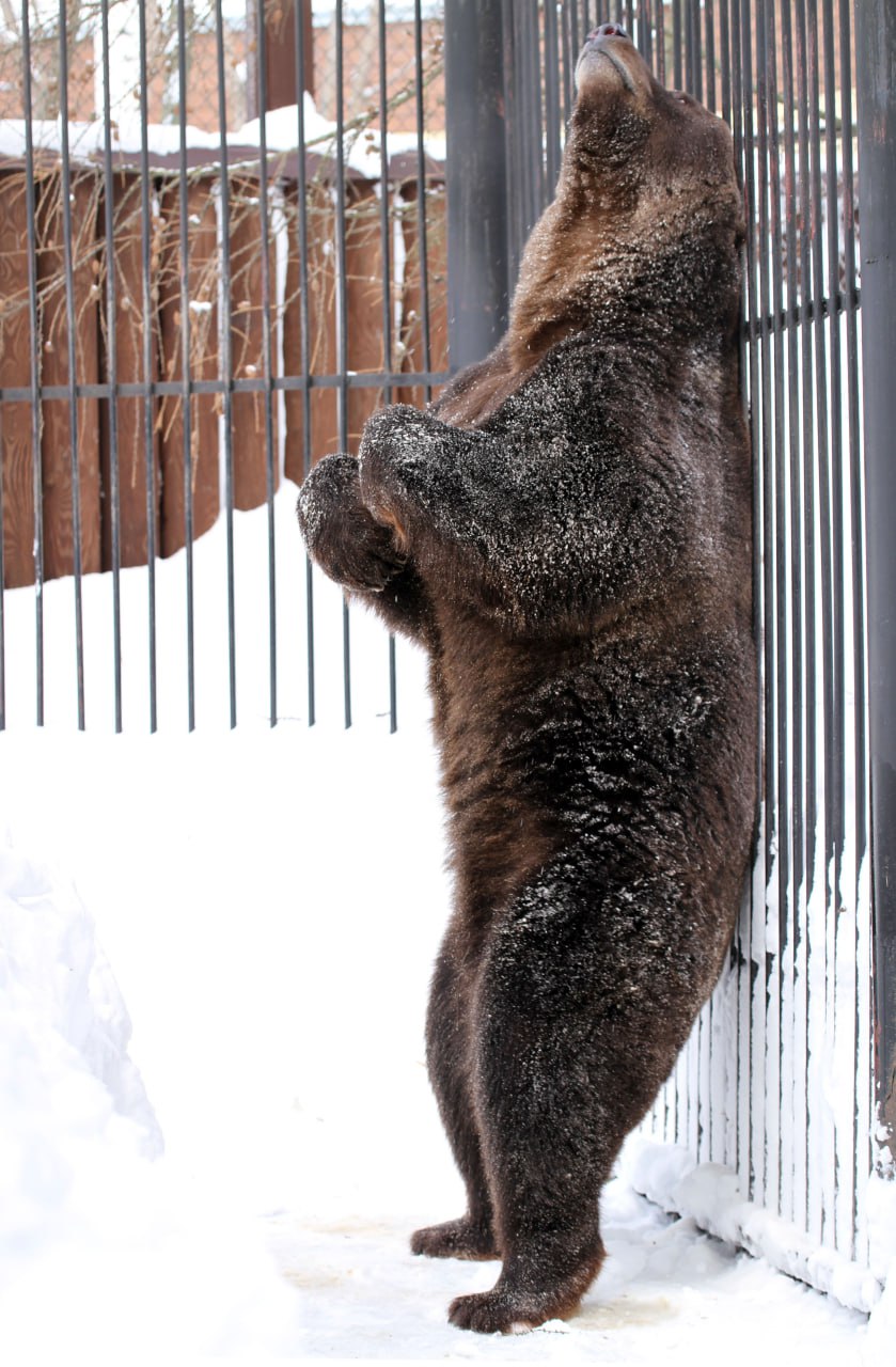 Весна близко: бурые медведи Ляля и Балу проснулись в зоопарке «Лимпопо» Весна близко: бурые медведи Ляля и Балу проснулись в зоопарке «Лимпопо»