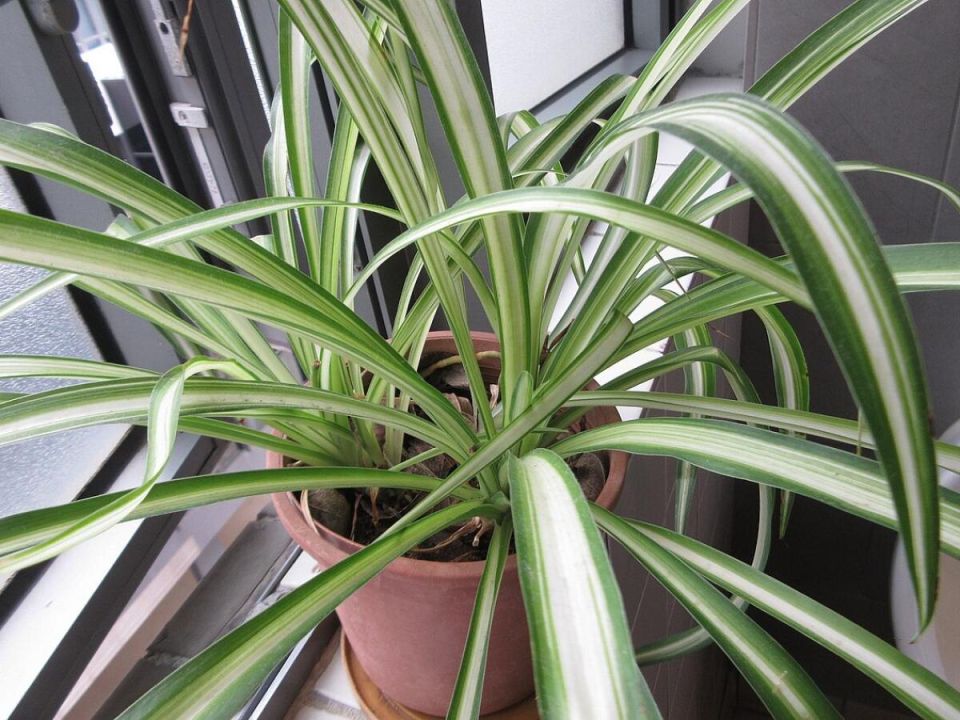 Теневыносливые растения: идеальные помощники для начинающих