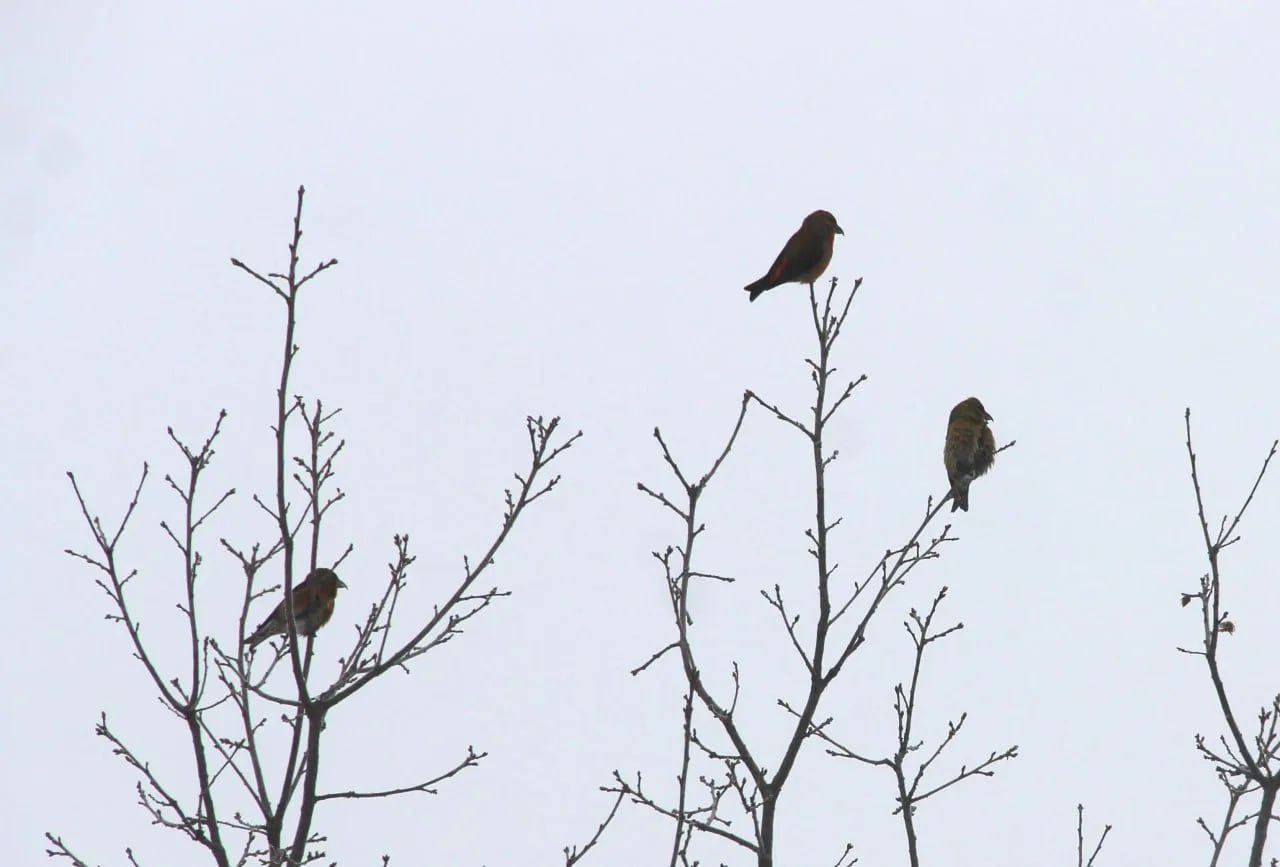 В Керженском заповеднике весна началась раньше календаря — клесты уже в феврале готовятся к потомству В Керженском заповеднике весна началась раньше календаря — клесты уже в феврале готовятся к потомству