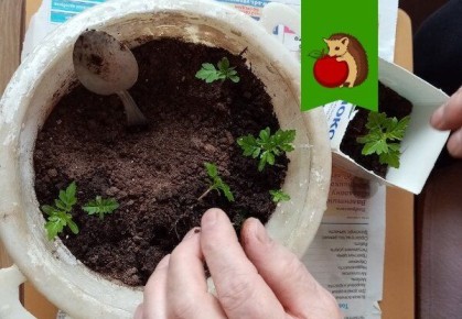 Как подготовить грунт для рассады: советы на зиму