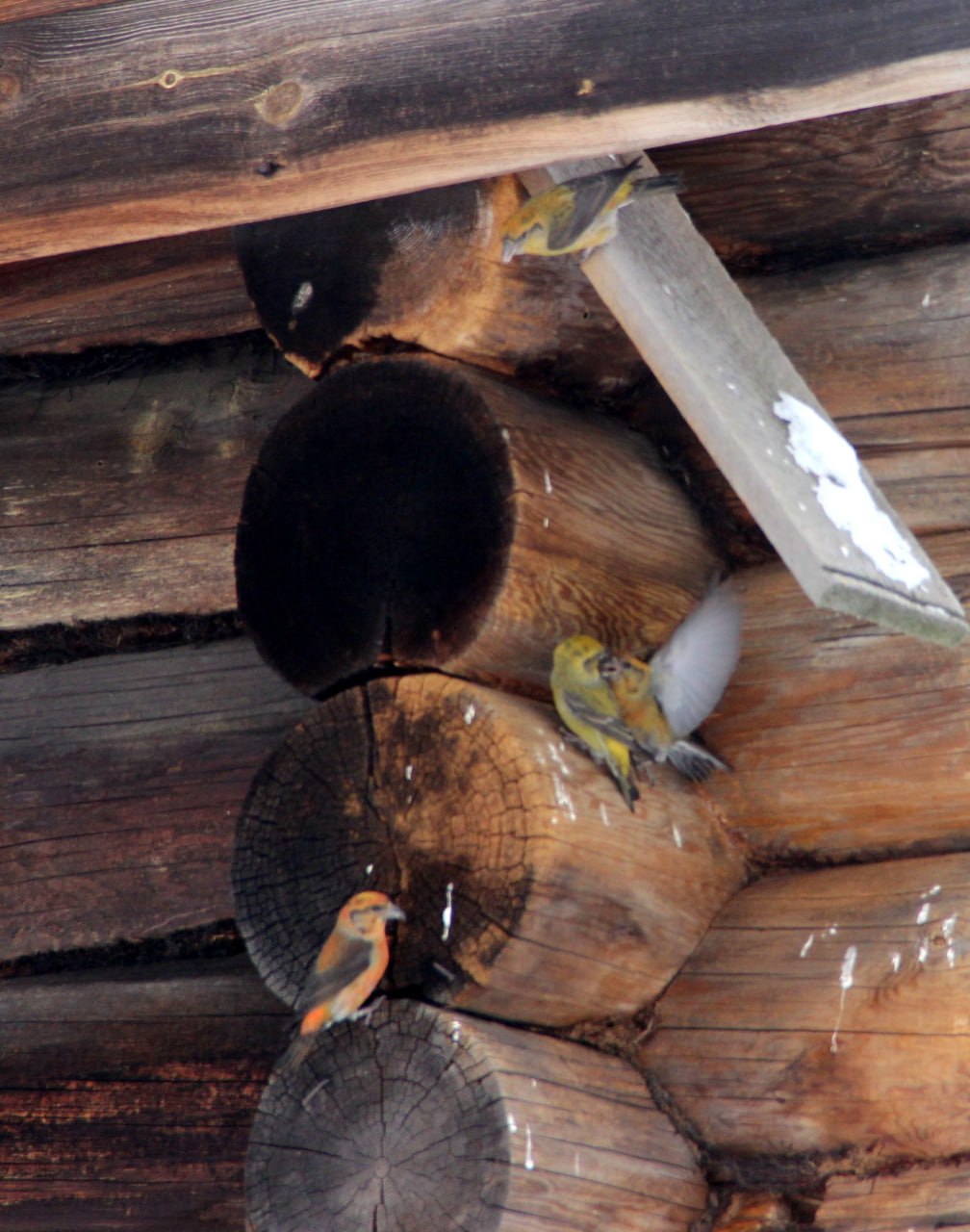 В Керженском заповеднике клесты начали готовиться к выведению потомства уже в феврале В Керженском заповеднике клесты начали готовиться к выведению потомства уже в феврале