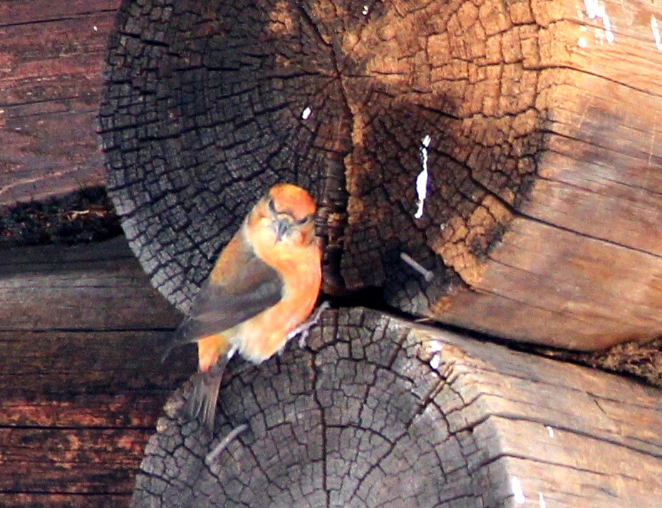 В Керженском заповеднике клесты начали готовиться к выведению потомства уже в феврале В Керженском заповеднике клесты начали готовиться к выведению потомства уже в феврале