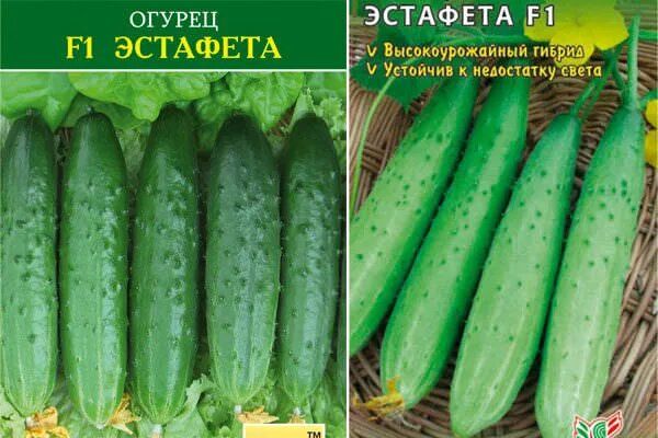 ������ ��������: ��������� ����� ��� ������ ������