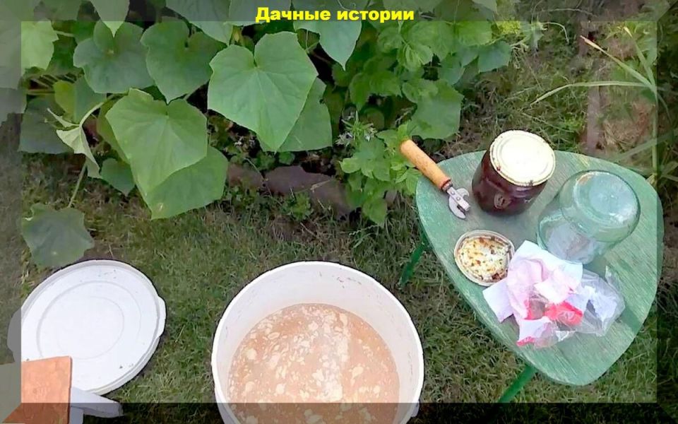 Как бражка помогает растениям, которые не хотят плодоносить