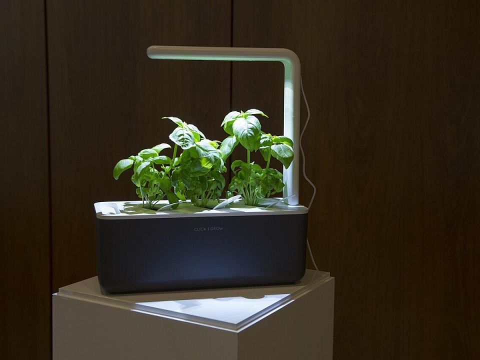 Фитолампа: необходимость или пустая трата денег?