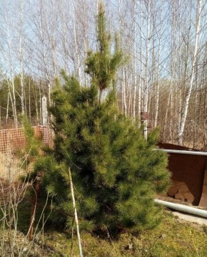 ��� ������� ����� ����������� ��� ��� � ���� �����