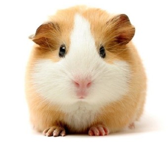 ��� ������� �������: ������� ������ ��� �������?