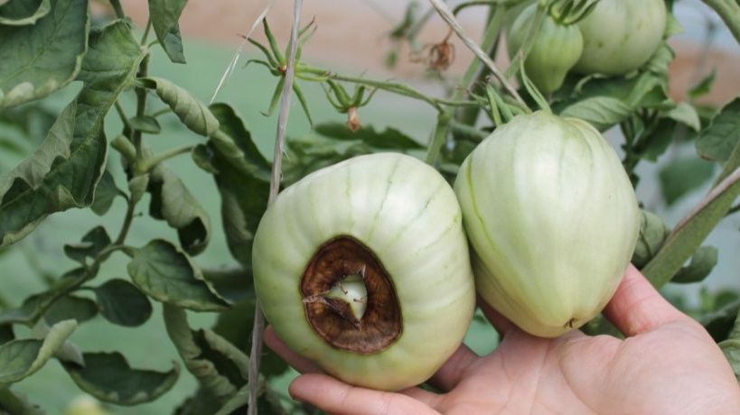 ��� �������� ��������� ����� �� ���������: ������ ��������