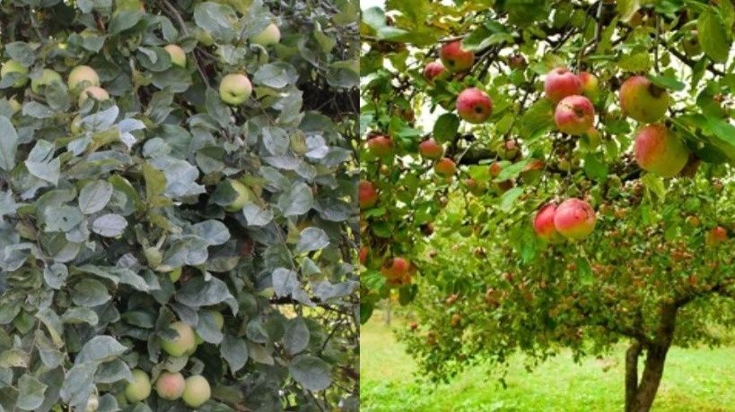 ��� ��������� �������� ������ ������: ������ � ��������