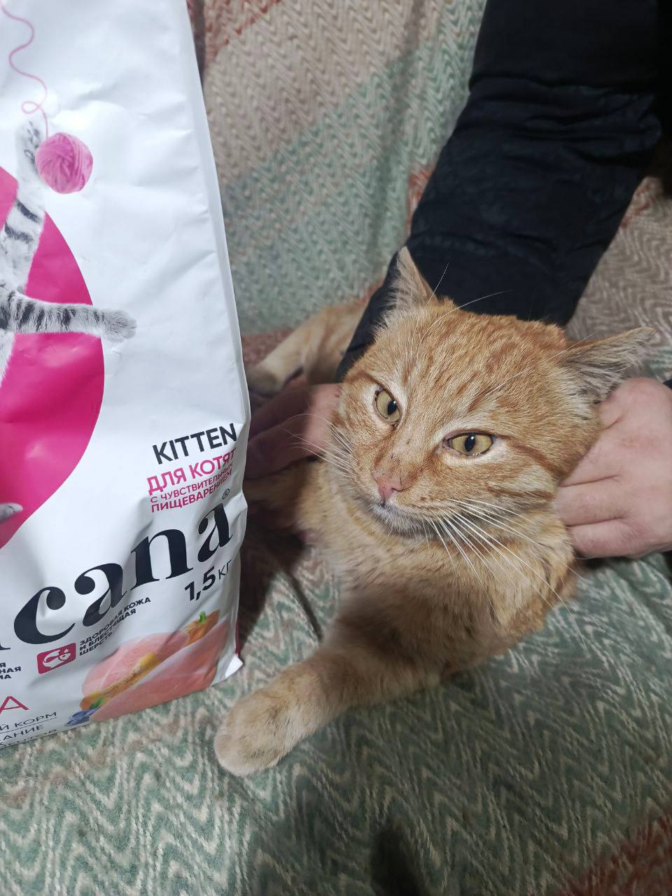 А вы знали, что на Донбассе есть свои «пушистые подразделения»? А вы знали, что на Донбассе есть свои «пушистые подразделения»?