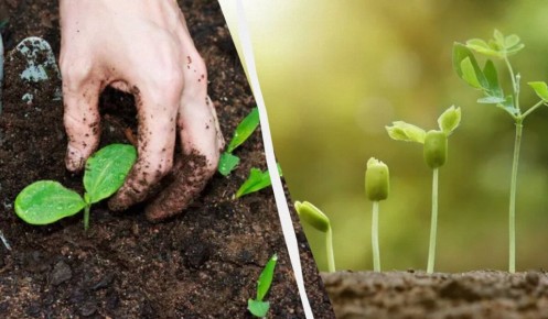 Как добиться впечатляющего урожая без удобрений: уникальные советы