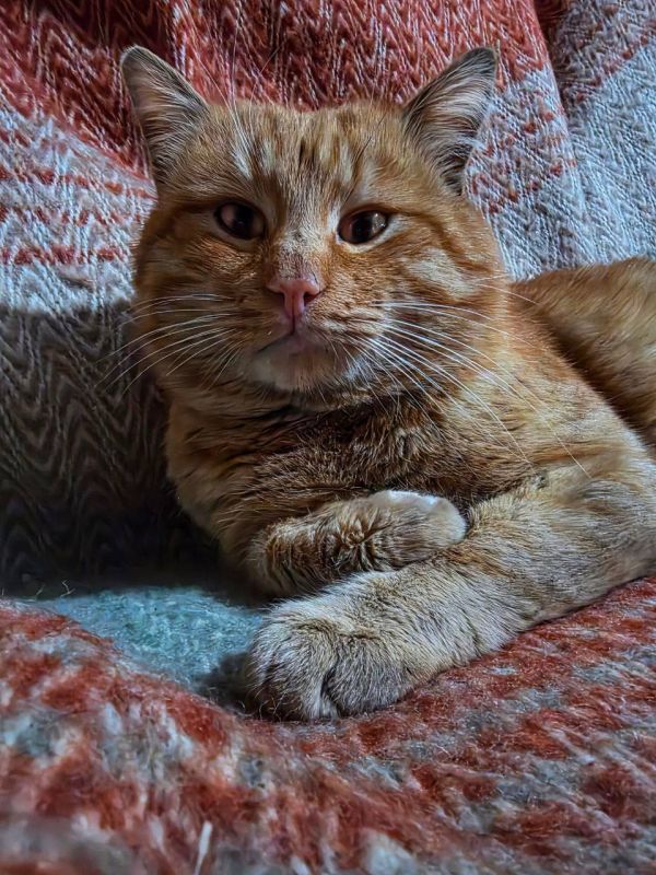 А вы знали, что на Донбассе есть свои «пушистые подразделения»?