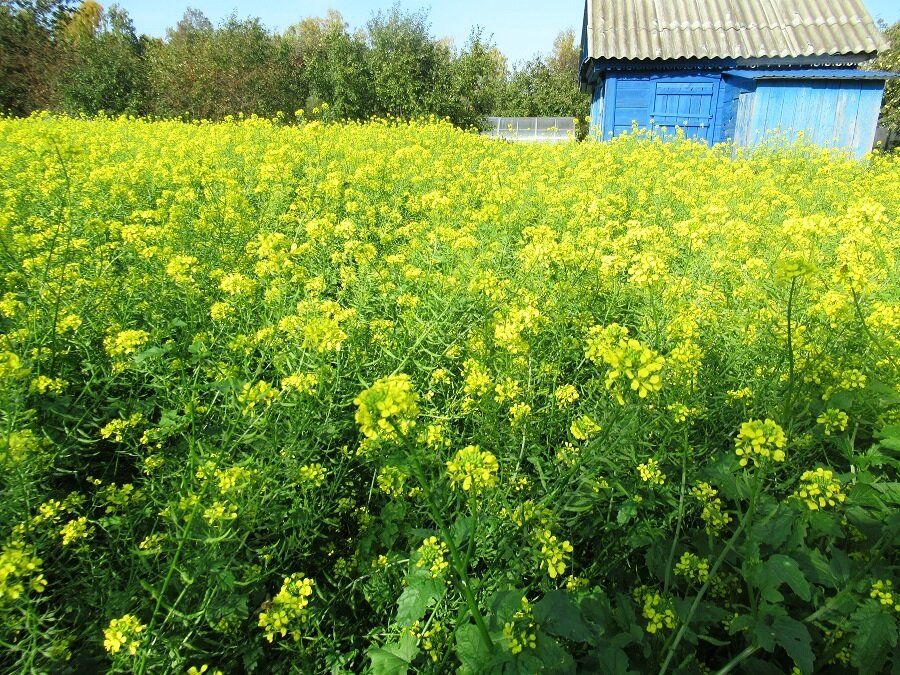 ������� ��� �������: ������ �� ����������� ������ ��� ������ �������