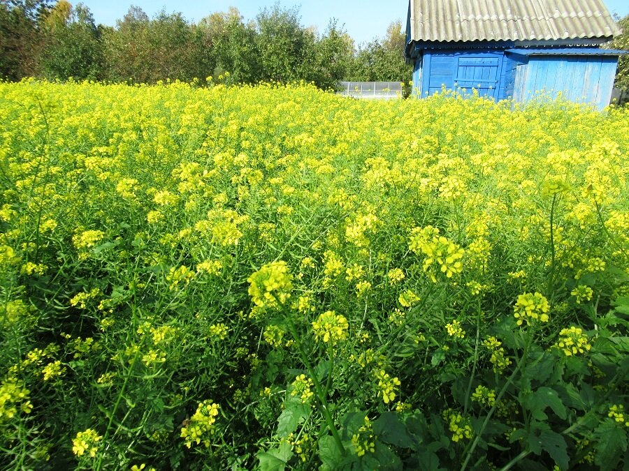 Горчица как сидерат: советы по правильному посеву для вашего огорода