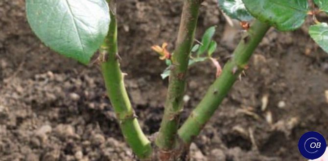 Как правильно укрыть розы на зиму: советы для садоводов