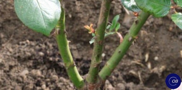 ��� ��������� ������ ���� �� ����: ������ ��� ���������