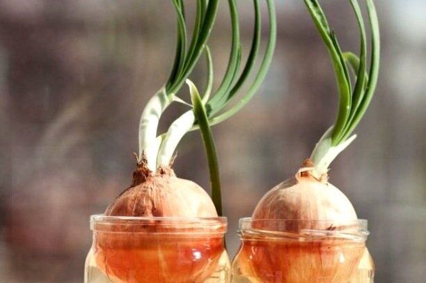 ����� �� ������ ��� �� �����������: ��� ��� �������������?