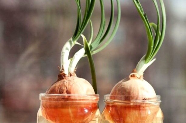 Зачем мы растим лук на подоконнике: уют или необходимость?