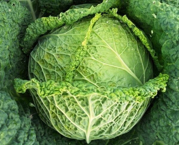 Секреты успешного выращивания савойской капусты: советы для каждого огородника