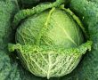Секреты успешного выращивания савойской капусты: советы для каждого огородника