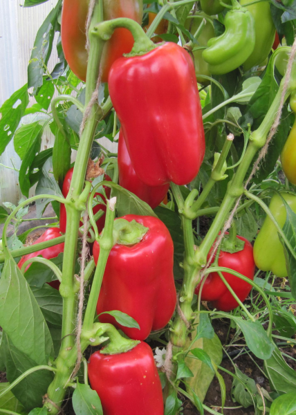 Тайны гибридного перца Александрит: универсальный выбор для теплиц и открытого грунта