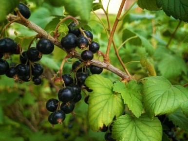 ����� � ����� ������ � ����������� ������� �����������