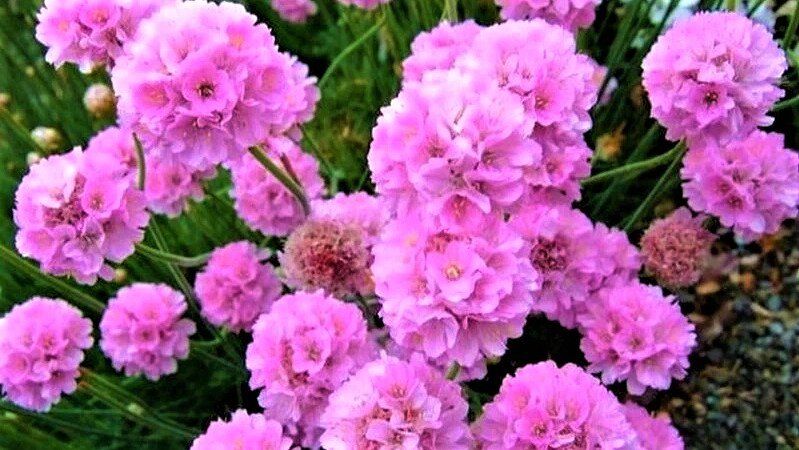 ����������� ����� ��� ������� ���������: ������� � ����� ����