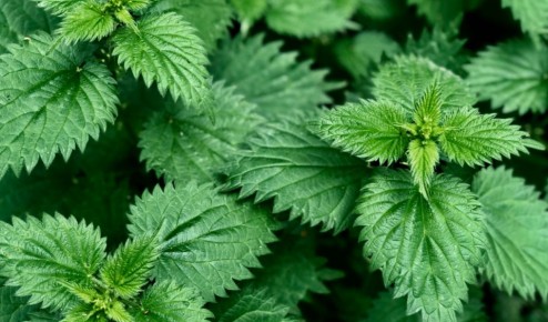 ��������� ������: ������ ��������� �������