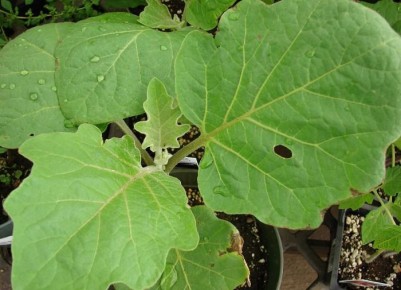 ��� ��������� �������� ����������: �������� ������ � ������